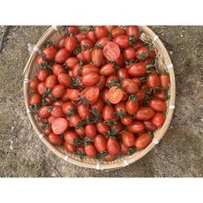 [폭탄할인-선착순100명 한정특가!] 농장직송 고당도 대추방울토마토 흑대추방울토마토 유럽종 완숙토마토 못난이 스테비아토마토, 1개, 스테비아완숙토마토1kg