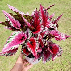 에덴플랜트 마우이썬셋 렉스 베고니아 지름14cm포트 중품 특이한잎 희귀식물 고급 화려한잎, 1개