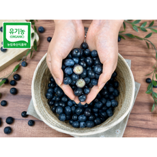 유기농 무농약 블루베리 생과 산지직송 국산 GAP 블루베리, 1박스, 유기농 국내산 블루베리 (100* 2팩) 16mm  대