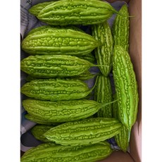국내산 생여주 고야 쿠과 비터멜론 bitter melon, 1kg, 1개