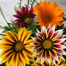 가자니아 4개세트 소형 4가지 색상 노지월동 식물 훈장국화 이쁜 꽃 색상랜덤 식집사팜, 4개, 가자니아(색상랜덤)