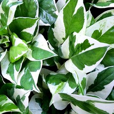 에덴플랜트 엔조이스킨 스킨답서스 수경재배 음지식물 행잉플랜트 공기정화 1개