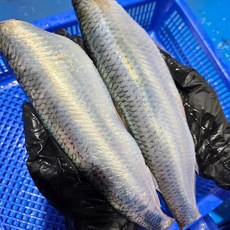 국내산 손질 청어 구이용 급냉청어, 1개, 6마리(손질 후 0.9~1.2kg)