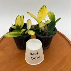 단정학 미니 석곡 동양란 2개발송 반려식물 제이팜, 1세트