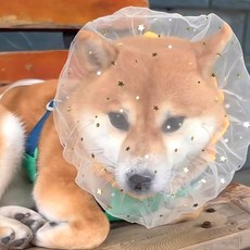 위크니카 강아지 페이스커버 얼굴망 산책망 헤드커버 망사, 1개, 핑크