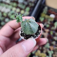 P老闆園藝 子吹布紋球 1吋盆 多肉 仙人掌, 1個