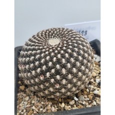 [가람다육] 아레나체 선인장, 1개, 아레나체323