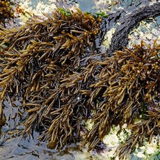 완도해초맘 마른톳200g, 1개