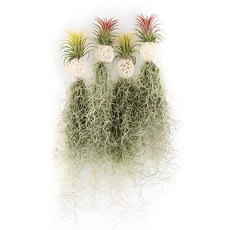 갑조네 화이트볼 수염 틸란드시아 이오난사 행잉플랜트 에어플랜트 먼지먹는 식물, 1개