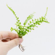 미미네아쿠아 원예식물 테라리움용 더피 고사리 - 1촉, 1개