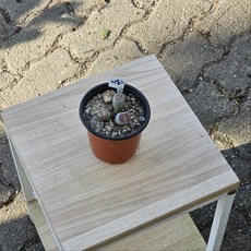 에이피팩토리 삼식이 리톱스 소품 반려식물 다육이, 1개