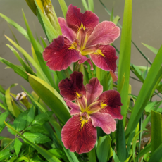 미국아이리스 모종1개/Louisiana Iris / Bold pretender 창포전문농원 직판, 1개