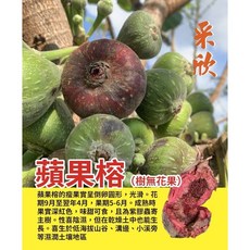 霏霏園藝 8吋蘋果榕（樹無花果）仿真盆栽 居家裝飾綠植 免澆水易打理, 1個