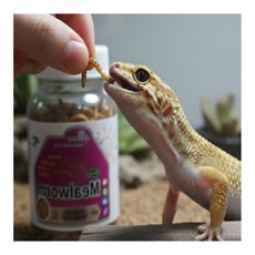 조은생활 건조 밀웜 동결건조사료, 15g