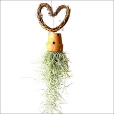 들꽃향기 공중식물 에어플랜트 틸란드시아 인테리어 공기정화 화분식물, 토기분 하트리스수염, 1개