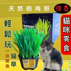 四寶的店附發票 源杏輕鬆玩貓草 栽培盒-精心挑選優質種子 貓草 DIY 種貓草 自己種純天然 愛貓嚴選 交換禮物, 1個, 源杏輕鬆玩貓草1盒(1盒內有2盆), 貓草
