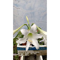 孤挺花 白色花園Wite Garden 黃色花園Yellow Garden 安普托, 1個, SW004安普托Amputo