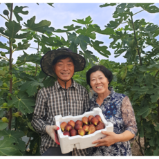 [GAP 인증] 무화과 홍무화과 청무화과 당일수확 1kg 농장직영, 무화과 말랭이 200g, 1개