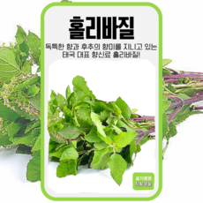 홀리바질 씨앗 100립 세계종묘 종자 모종 씨 작물 허브 향신료 태국 바질 툴시 동남아, 1개