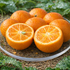코즈농원 껍질째먹는 제주 낑깡 금귤, 1박스, 1kg (대)