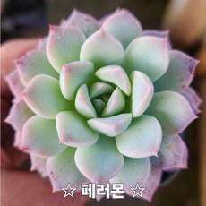 내맘대로골라 다육이 다육식물, 12번- 페러몬
