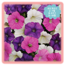 [나은식물원]116. 사피니아(혼합)-100립, 1개