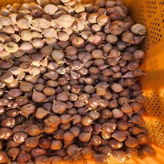 주아씨마늘 주아통마늘 한지형 의성씨마늘 1kg, 1개, 주아통마늘 3.5번 1kg 약 700-800개