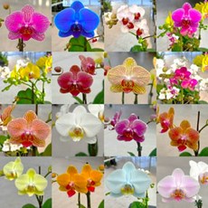 [풀멍상점] 9900 오늘의난 랜덤박스 / 호접란 서양란 난꽃 실내외 관상용 선물용 개업 축하용 / 선별발송 분채배송/ 라벨 이름표-농장직배, 1개