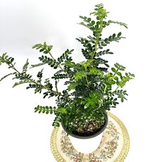 소담꽃농원 산초 중형 산초나무묘목 해충식물 제피나무 조경수 집들이선물, 1개, 그린계열