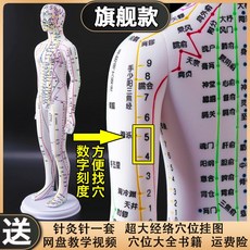 인체모형 혈자리 한의사 한의원 인형 해부학 골격근 침술 침자리 교육 한방, 컬러 하드 (54cm 여성 ) (숫자기입)