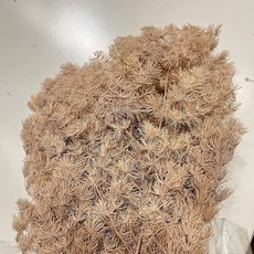 永生壽松染色蓬萊松聖誕松聖誕圈材料組：打造獨特風格的節慶裝飾, 茶色, 1個