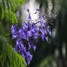 보랏빛 꽃나무 자카란다 Jacaranda 씨앗 5립 소포장, 1개