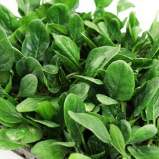 갑조네 시금치모종(6개) 시금치 텃밭가꾸기 채소모종 비타민A, 6개