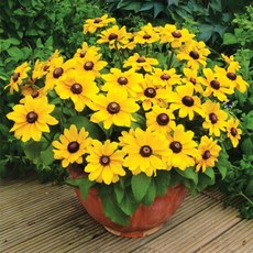 어린모종 루드베키아 8cm분, 토토 골드(미니종), 1개