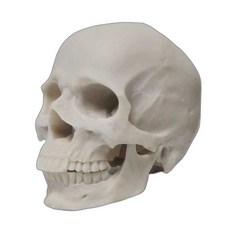 인간 두개골 모형 해골 두뇌 구조 골격 뼈 머리뼈 교구, 1개, B