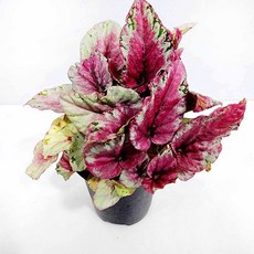 에덴플랜트 마우이썬셋 렉스 베고니아 지름12cm포트 특이한잎 희귀식물 고급 화려한잎, 1개