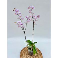 잔설 미니호접란 고급란 서양란 실내난초 (바크증정) 플랜테리어 디와이팜, 1개