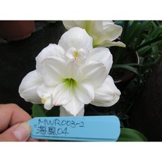 孤挺花 - 台灣盆栽, 1個, 編號MWR003-2海風04大球