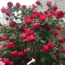 주택담장 전원주택 울타리 테라스 주택 팬스 휀스 난간펜스, C. 레드드래곤샌드보석 묘목 1.6m