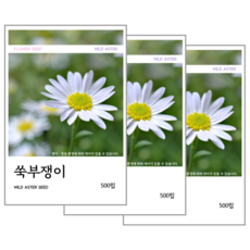 쑥부쟁이 씨앗 500립, 3개