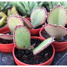 沅鈺農場 仙人掌 一吋盆 雙飛蝴蝶 - 療癒系多肉植物 迷你盆栽, 1個