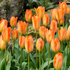 [나은식물원]29.[튤립 모종] 오렌지 라이온 -10cm 2포트