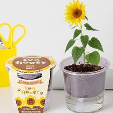 저면관수 식물키우기 - 방긋방긋 해바라기/원예세트, 1개