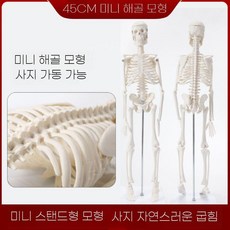 ZIPIA 뼈모형 인체 골격 해골 교육용 척추 교육 병원, A. 45cm스켈레톤