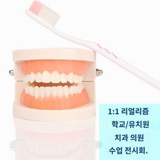 치과 치아 모형 교육 모델 브라켓 구강 덴티폼, 1대1 칫솔 포함 리얼 치아 (학교 권장)