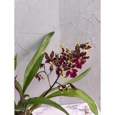 [루반정원] 오돈토 크로섬, 1개