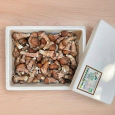 오더프레쉬 참송이버섯 송이버섯향 무농약 특상품 상품 실속품, 1개, 1kg