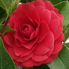 무배특가 월동식물 블랙로즈 동백나무 야생화 소품 15~25cm 49, 1개, 기본