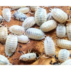 [안전포장] 엔비 등각류 쥐며느리 기본형 키우기 세트 5마리 분해생물 장수풍뎅이 사슴벌레 친구, 1세트, 양쥐며느리