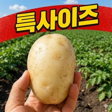 국내산 감자 2026 수미 햇 감자 특5kg, 1개, 대3kg